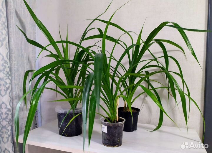 Панданус (винтовая пальма)