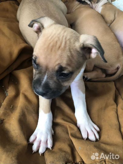 Щенки стаффорда