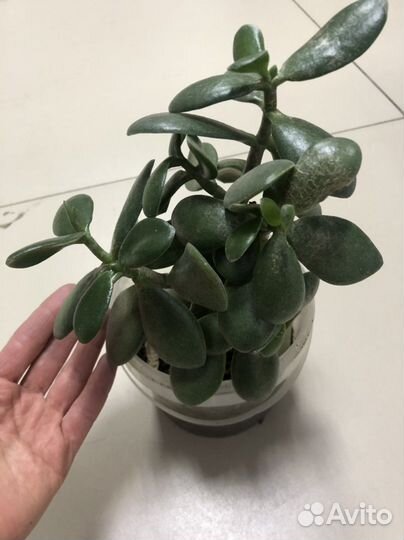 Толстянка Денежное дерево