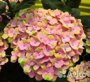 Гортензия новинки, цветы многолетние