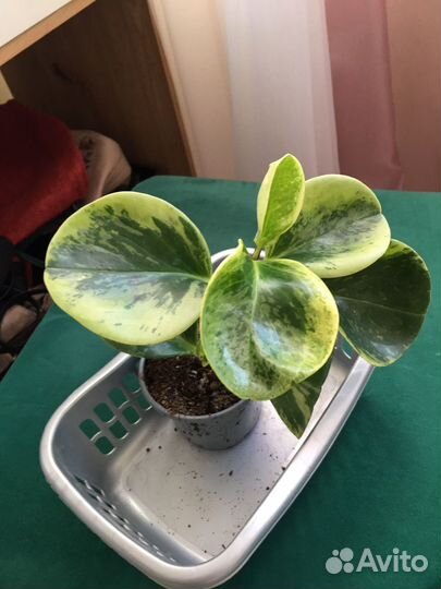 Комнатные цветы