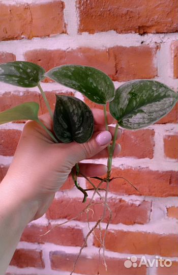 Сциндапсусы, эпипремнумы, сингониумы