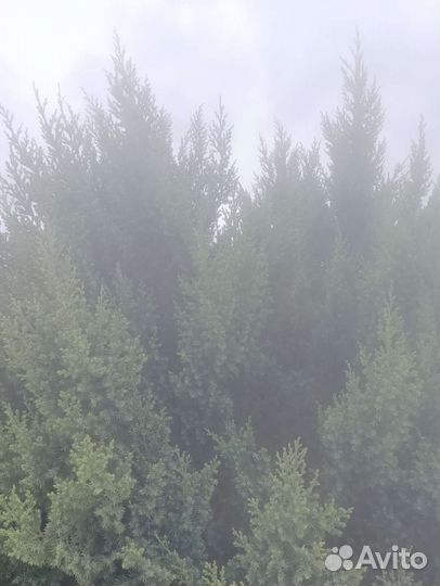 Можжевельник на банные веники и на посадку