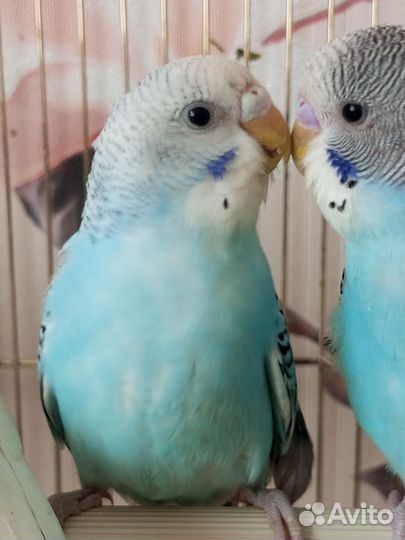 Птенцы волнистый попугай