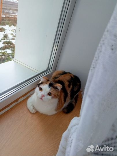 Шотландская вислоухая