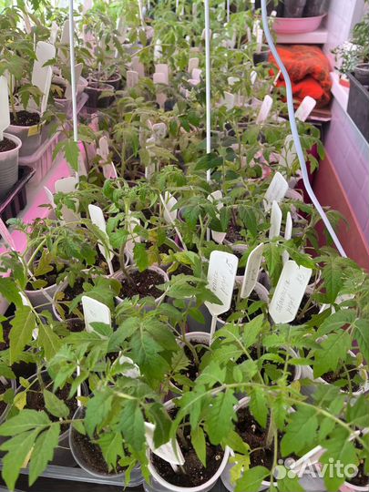 Рассада помидоров томатов