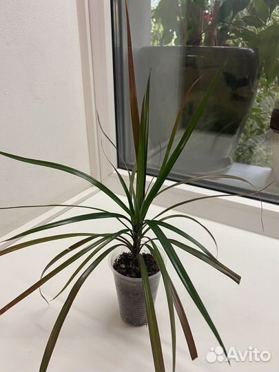 Комнатные растения