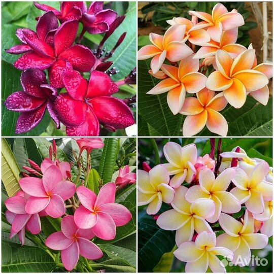 Диоскорея,Плюмерия,Адениум семена