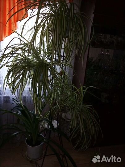 Подставка для цветов напольная кованая,высота 1,5