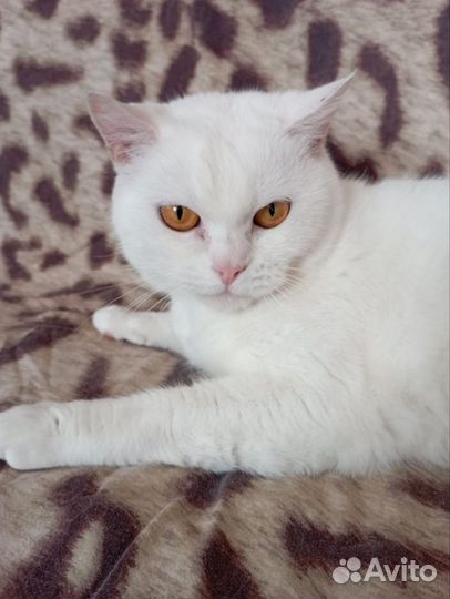 Кошка в дар британская