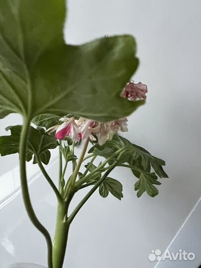 Пеларгония герань Укорененный Стелар