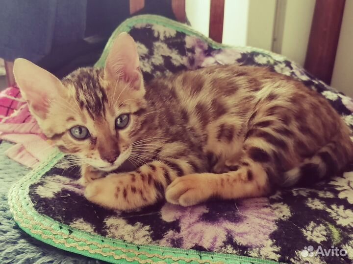 Бенгальский котёнок