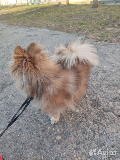 Померанский шпиц девочка