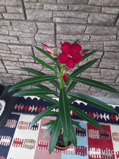 Комнатные цветы 15.04