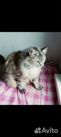 Идеальная кошка в добрые руки