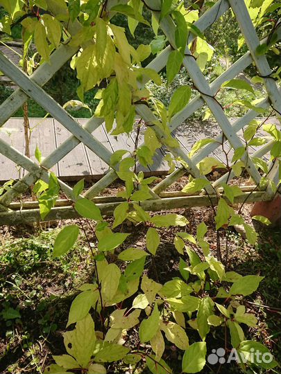 Саженцы лимонника