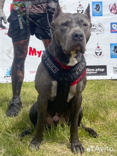 Вязка питбуль прайтер