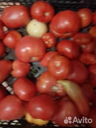 Семена томатов Посадил и Забыл