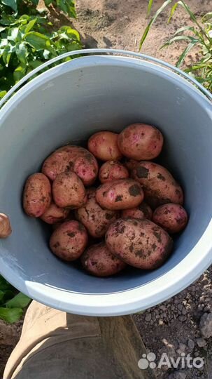 Свежий картофель с доставкой на дом