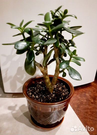 Толстянка крассула