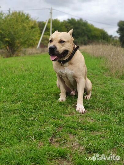 Случка собак