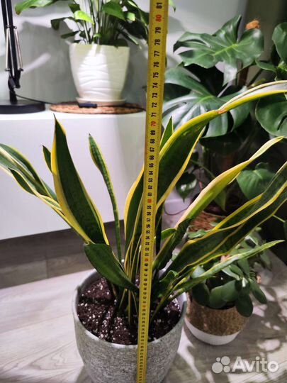 Сансевиерия щучий хвост