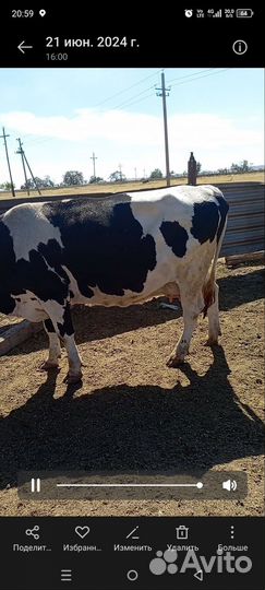 Продам коров