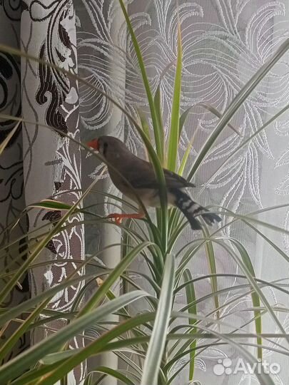 Зебровые амадины