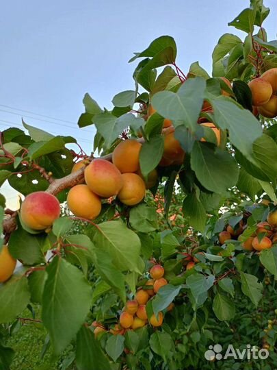 Абрикос сладкий
