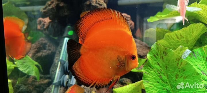 Дискусы Красная дыня