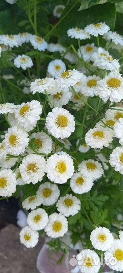 Многолетние садовые цветы