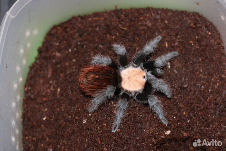 Пауки птицееды