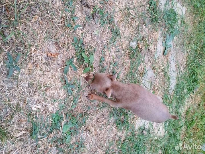 Вязка той-терьер