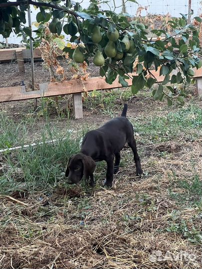 Щенки Курцхаар