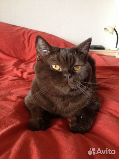 Настоящие британцы с родословной