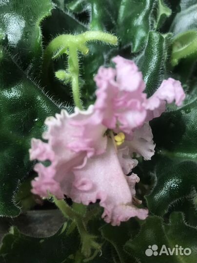 Фиалка махровая