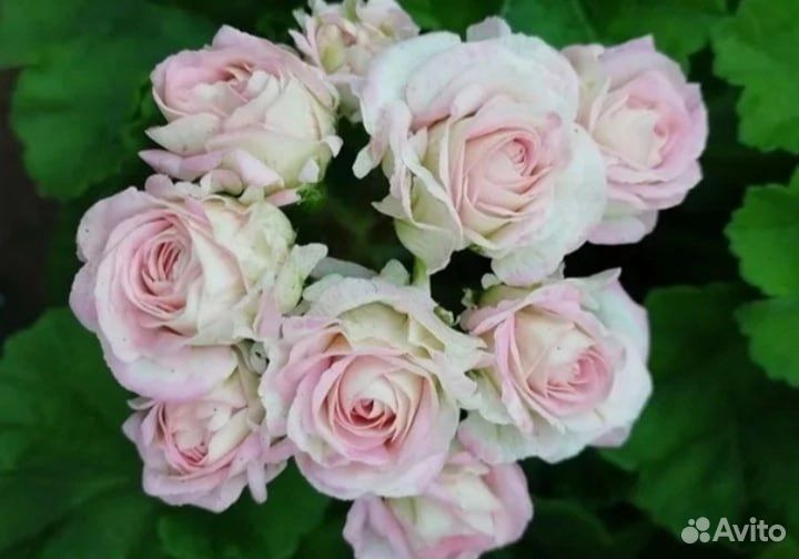 Сортовые пеларгонии