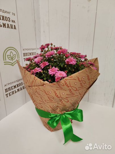 Хризантема мультифлора