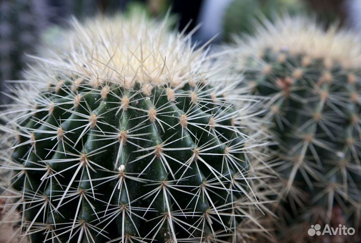Кактус Трихоцереус