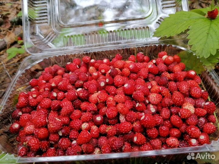 Земляника лесная свежая
