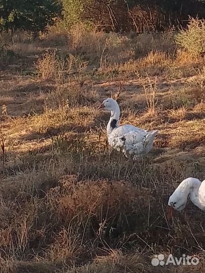 Гуси холмогоры