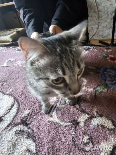 Кошки в добрые руки бесплатно