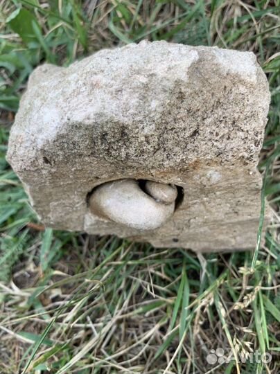 Окаменелость