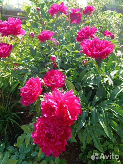 Пионы саженцы