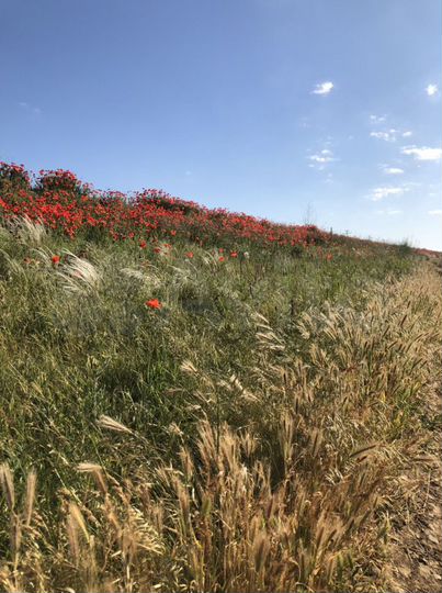 Участок 15 сот. (ИЖС)