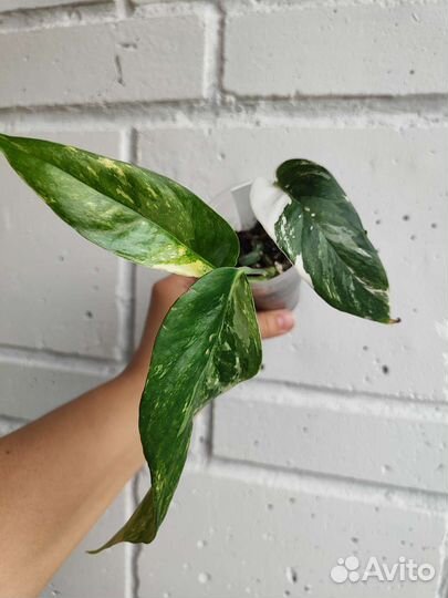 Эпипремнум пиннатум вайт, Сциндапсус Сноу Квин