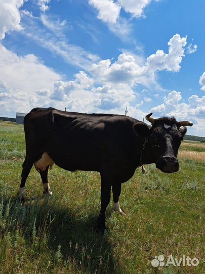 Коровы дойные молочные