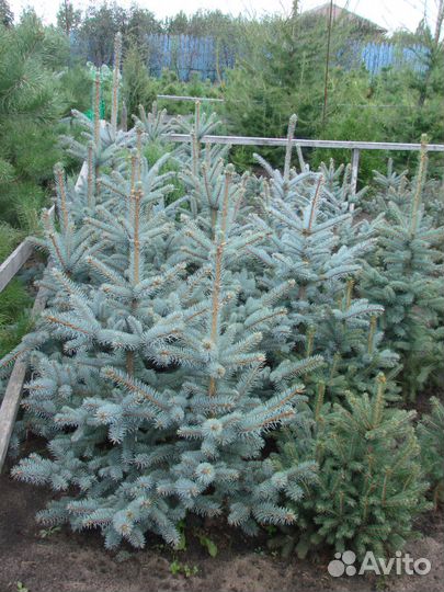 Ель голубая. разновозрастная