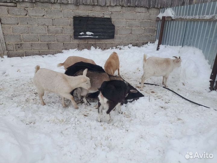Айршир телочки и голштин