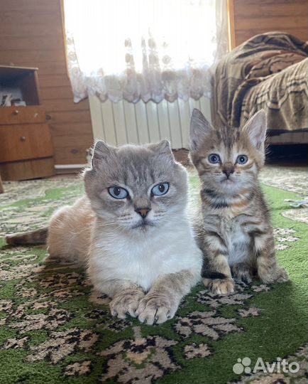 Котята от британской кошки